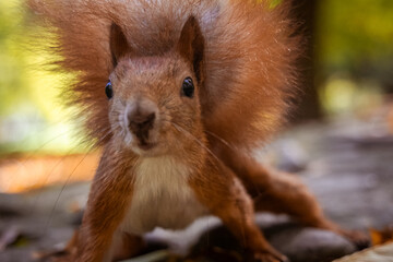 Close-up of a red squirrel standing on stony ground and looking right toward the camera on a sunny autumn day.	
