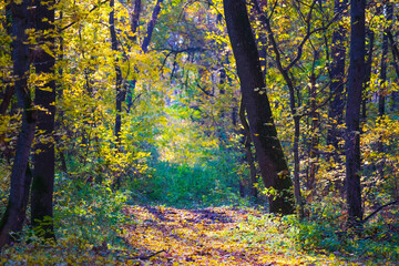 ground road among forest glade covered by red dry leaves,  beautiful autumn  forest scene