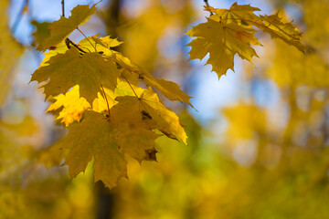 Obraz premium closeup red dry maple tree branch in the autumn forest