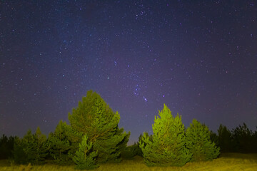 Orion constellation on night sky above fir tree forest glade