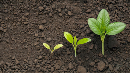 Growth stages of young green plants sprouting in fertile soil symbolizing life progress and nature