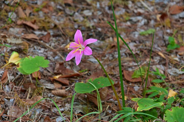 和名ではサフランモドキと呼ばれる、ゼフィランサス