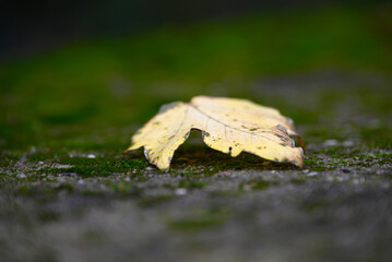 Details of autumnal leafs, moo, Symphorycarpos and Acer. Bakcground is blurred. Colors are white, green, yellow and red.