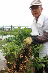 落花生の収穫をする男性
