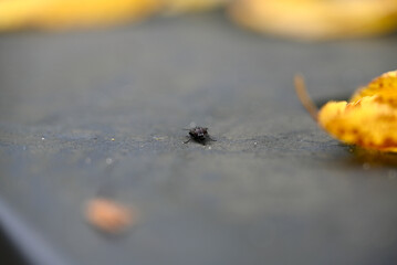 Musca domestica sitting on grey Garbage Bin. Autumn. Some yellow leafs are blurred.