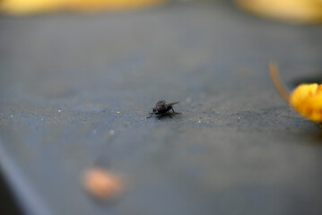 Musca domestica sitting on grey Garbage Bin. Autumn. Some yellow leafs are blurred.