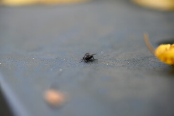 Musca domestica sitting on grey Garbage Bin. Autumn. Some yellow leafs are blurred.
