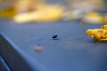 Musca domestica sitting on grey Garbage Bin. Autumn. Some yellow leafs are blurred.