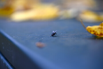 Musca domestica sitting on grey Garbage Bin. Autumn. Some yellow leafs are blurred.