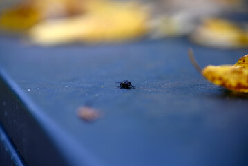 Musca domestica sitting on grey Garbage Bin. Autumn. Some yellow leafs are blurred.