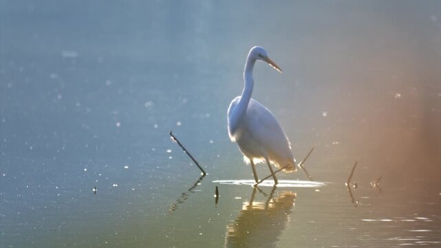 Great white egret hunting for fish in a shallow pond at dawn, filmed in slow motion.