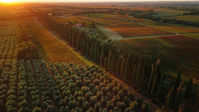 Aerial 4K sunset over Bolgheri Cypress Avenue and vast vineyrds. Iconic 5km cypress road leading to historic village and Super Tuscan wine region, Italy.