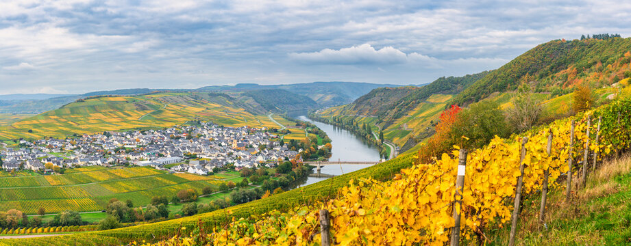 Moselle river loop and Trittenheim village seeon from Zummeth&ouml;he viewing point in autumn season. Germany. Europe