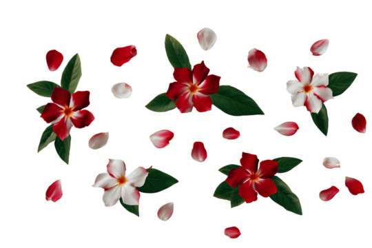 Red and White Mandevilla Flower Mix in Artistic Flat Lay Composition, Top View Botanical Design, Isolated on Transparent Background