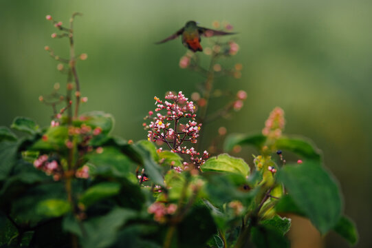 Hummingbird Flying Away  in Tropical Garden La Fortuna Costa Rica