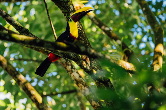 Chestnut-mandibled Toucan in Tropical Rainforest La Fortuna Costa Rica