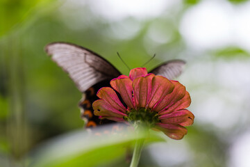 A butterfly is drinking nectar