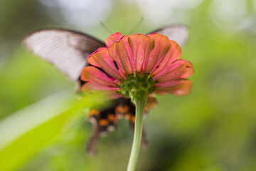 A butterfly is drinking nectar