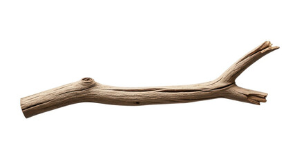 Dry branch isolated on white background, showing the texture and small twigs