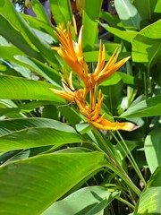 Bright yellow Heliconia flower surrounded by large green tropical leaves in sunlight. Exotic tropical plant blooming in a garden in Vietnam.