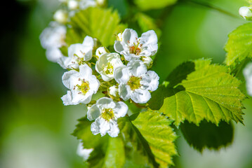 White hawthorn flowers on a green natural background
