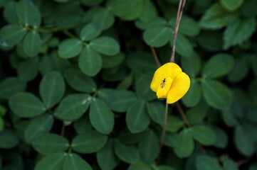 yellow wildflower among green leaves for nature and botanical photography negative space 