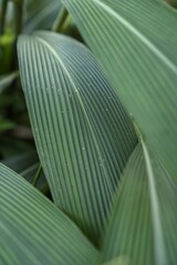 tropical green leaves with natural texture for botanical and nature photography
