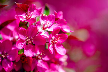 Blooming decorative apple tree with red flowers
