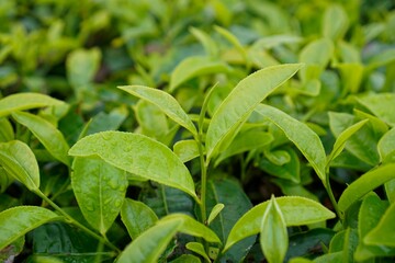 Fresh Green Tea Leaves in Plantation for Botanical and Nature Photography
