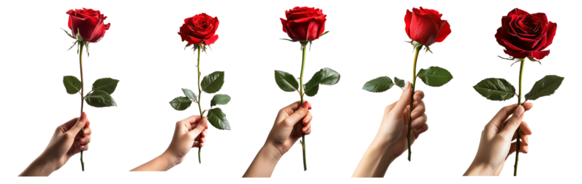 Beautiful Red Roses Held in Hands for Romantic Occasions and Gifts, Isolated on Transparent, white background