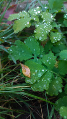 Green plant in raindrops in autumn forest