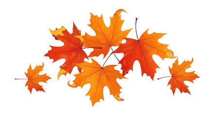 Fototapeta premium Vibrant autumn maple leaves arranged in a cluster isolated on transparent background