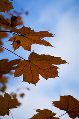 Beautiful red maple leaves with blue sky backround autumn vibes in switzerland