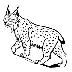 canada-lynx-vector