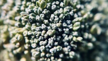 Macro Close-Up of Fresh Broccoli Florets