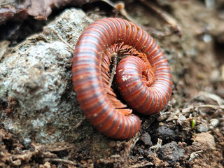 Reddish-brown ground centipedes or millipedes on damp ground, displaying detailed body texture and natural spiral patterns with sharp macro focus.