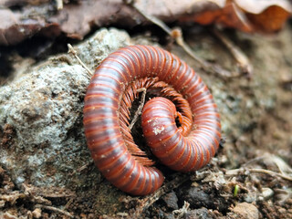Reddish-brown ground centipedes or millipedes on damp ground, displaying detailed body texture and natural spiral patterns with sharp macro focus.