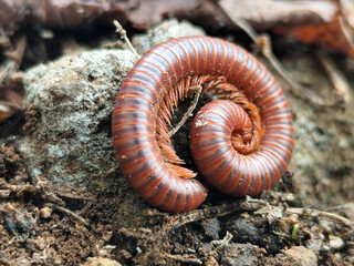 Reddish-brown ground centipedes or millipedes on damp ground, displaying detailed body texture and natural spiral patterns with sharp macro focus.