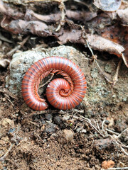Reddish-brown ground centipedes or millipedes on damp ground, displaying detailed body texture and natural spiral patterns with sharp macro focus.