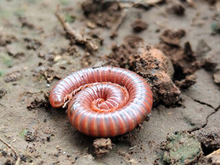Reddish-brown ground centipedes or millipedes on damp ground, displaying detailed body texture and natural spiral patterns with sharp macro focus.
