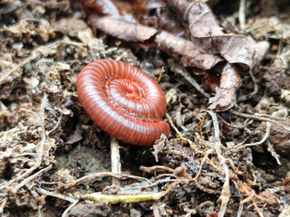 Reddish-brown ground centipedes or millipedes on damp ground, displaying detailed body texture and natural spiral patterns with sharp macro focus.