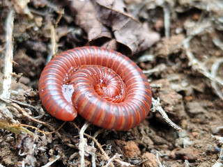 Reddish-brown ground centipedes or millipedes on damp ground, displaying detailed body texture and natural spiral patterns with sharp macro focus.