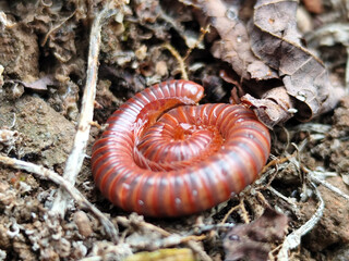 Reddish-brown ground centipedes or millipedes on damp ground, displaying detailed body texture and natural spiral patterns with sharp macro focus.