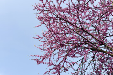 pink blossoms on tree branches on a clear blue sky with space for text. minimalistic natural background in pink and