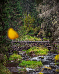 stream in the forest