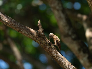 A small brown woodpecker perched on a tree branch, pecking at the bark in a lush green forest. Perfect for wildlife, nature, birdwatching, and forest ecosystem themes.