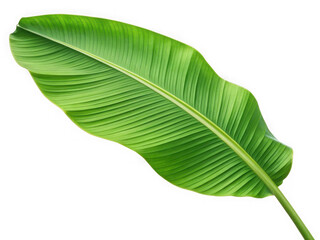 Obraz premium A single green banana leaf isolated on transparent background