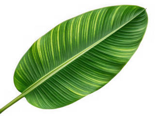 A single vibrant green banana leaf with yellow stripes, isolated on a transparent background