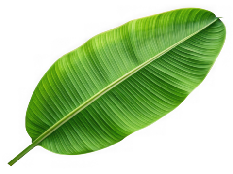 A single green banana leaf isolated on transparent background - Powered by Adobe