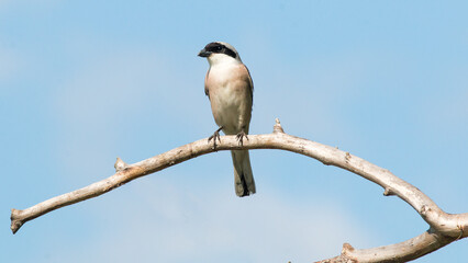 blue tit on branch